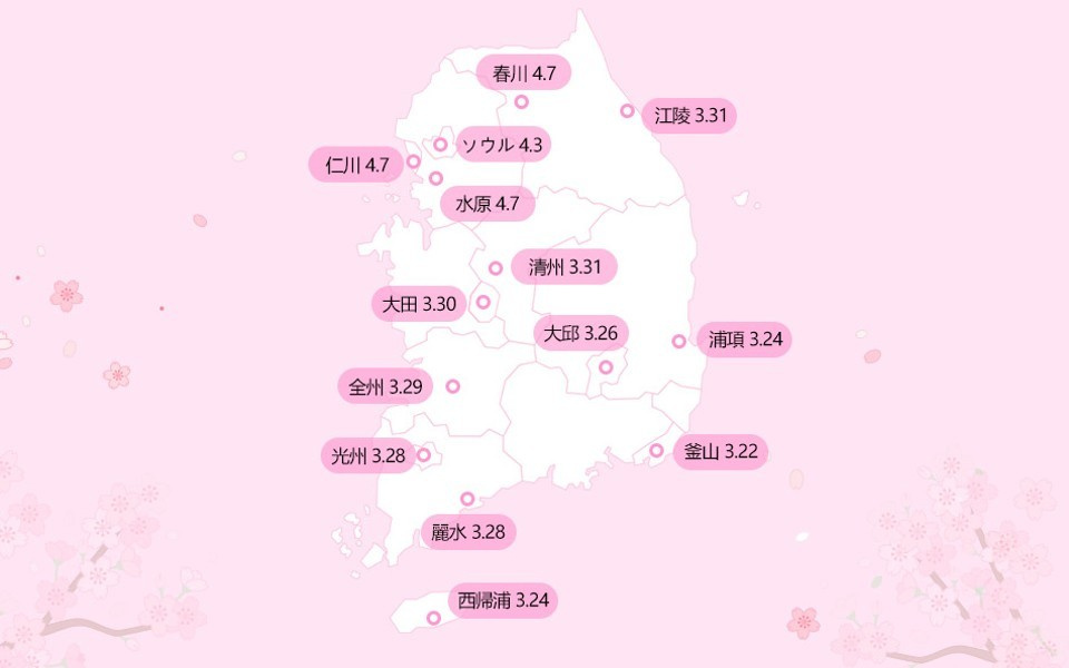 韓国の桜開花時期♪