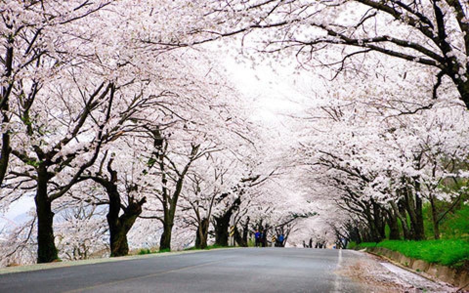 お花見の名所を特集♪春の花が楽しめる韓国各地のおすすめスポット紹介