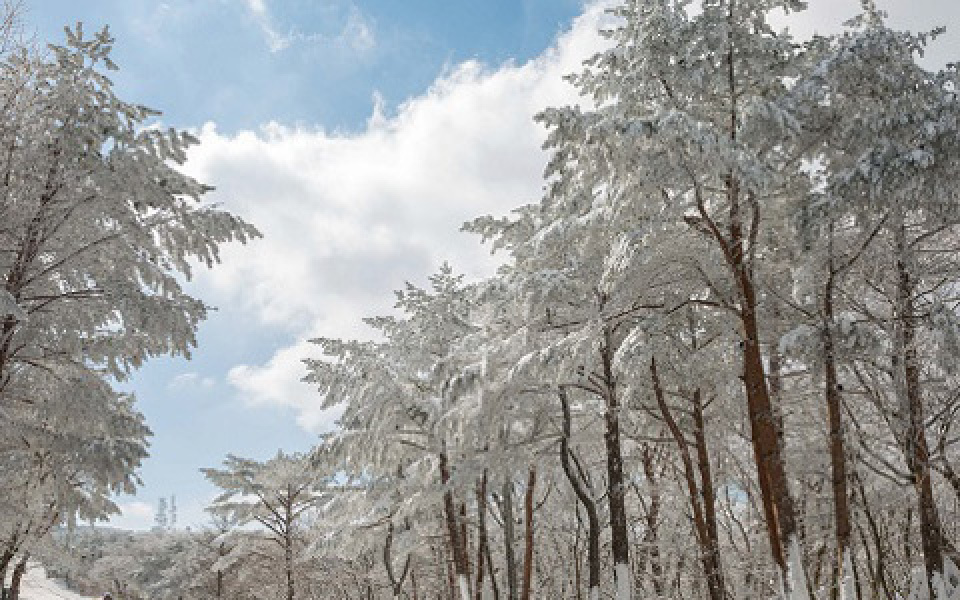 韓国最高峰！冬の漢拏山を満喫する「漢拏山雪景バス」が増便中♪