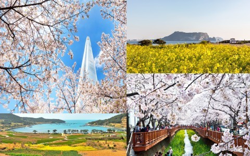 ピンクや黄色に色づいた、韓国の春をお届け♪<font size="2"><b><font color="#FE2E2E">【コメント1】</font></b></font>