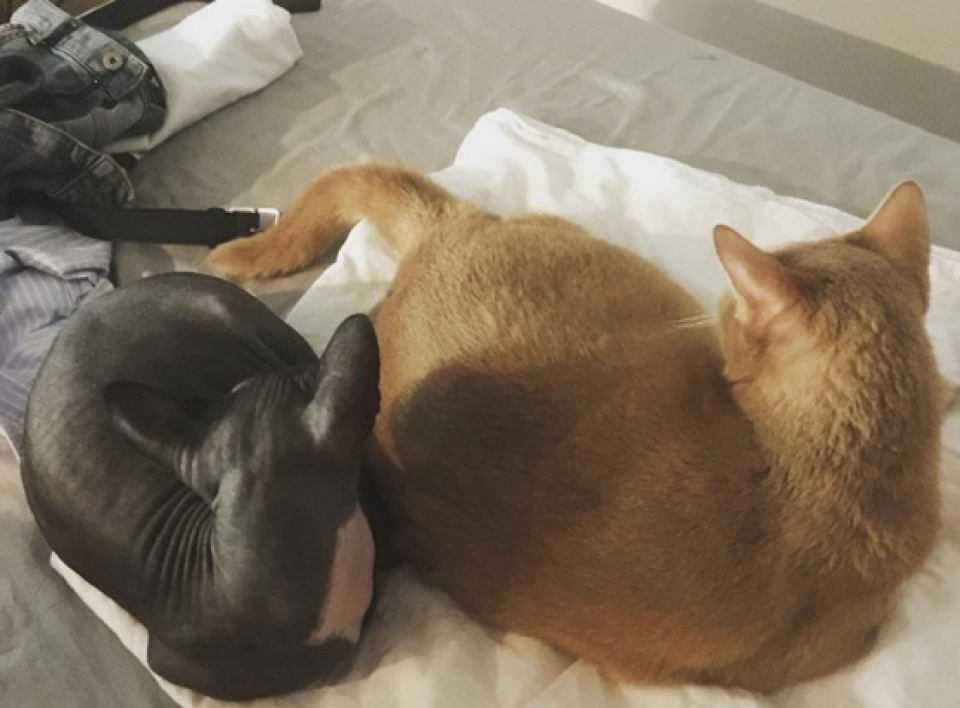 ソルリの猫？チェジャがSNSに猫の写真を投稿