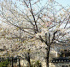 韓国今年の桜、例年より三日早く咲く見込み